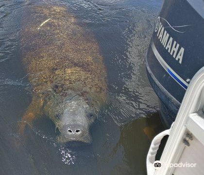 美国那不勒斯Manatee Sightseeing and Wildlife Adventures一日游