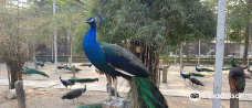 Sam Phran Peacock Park-三帕兰