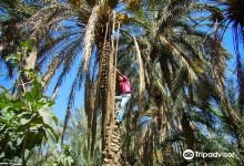 Eden Palm Tresors de l'Oasis景点图片