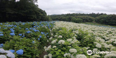 Michinoku Hydrangea Garden-一关市