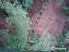 Cotigao保护区-南果阿县