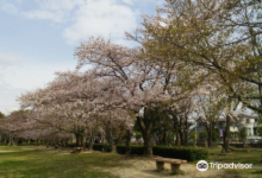 Makinogaike Ryokuchi景点图片