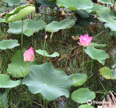 Lotus Lake-潘切