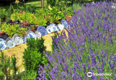 Blooming Hill Lavender Farm-劳顿县