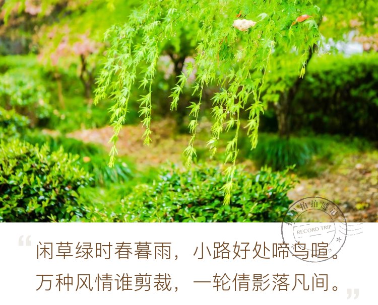 红枫绿叶紫藤 春日里的雨中五泄