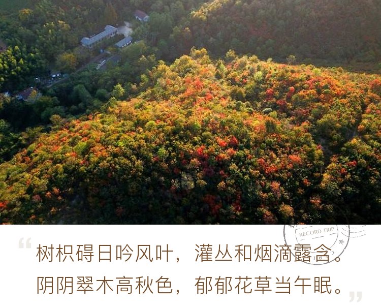 敬亭山到了赏红叶的季节