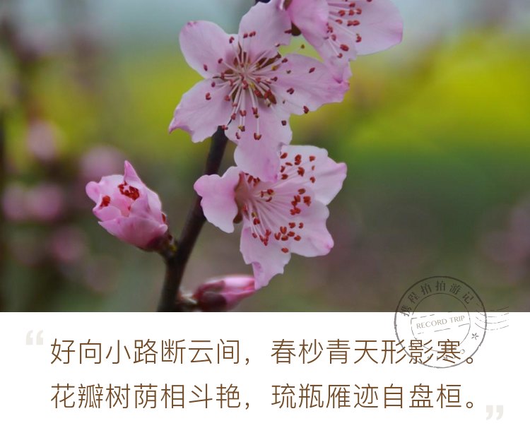 三月里，凤凰山的桃花开了
