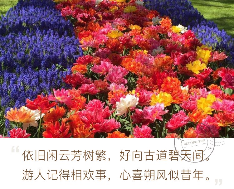 幸福像花儿一样||五月去荷兰赏花