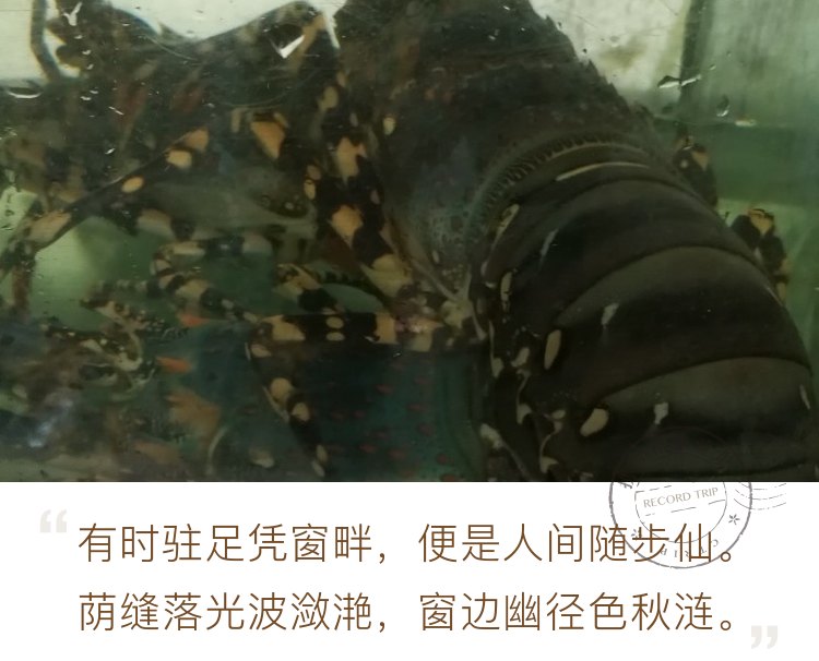 帕赛海鲜市场的龙虾和大皮皮虾