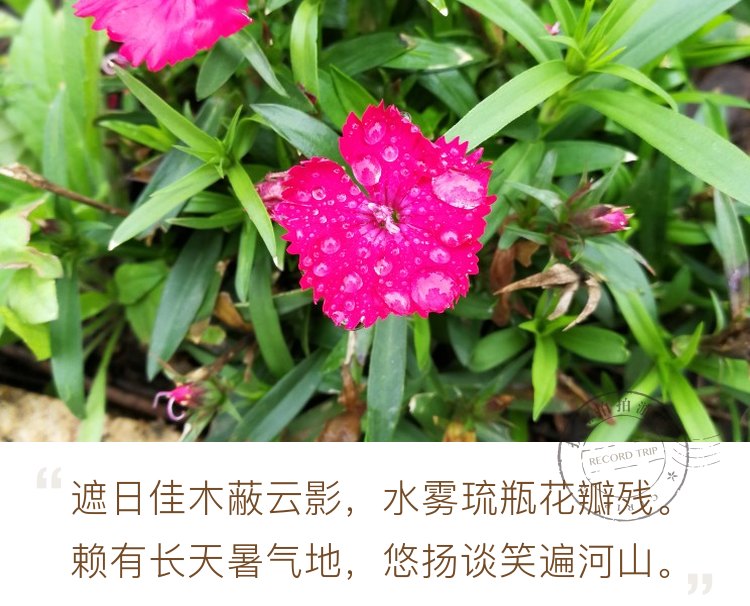 露珠与野花