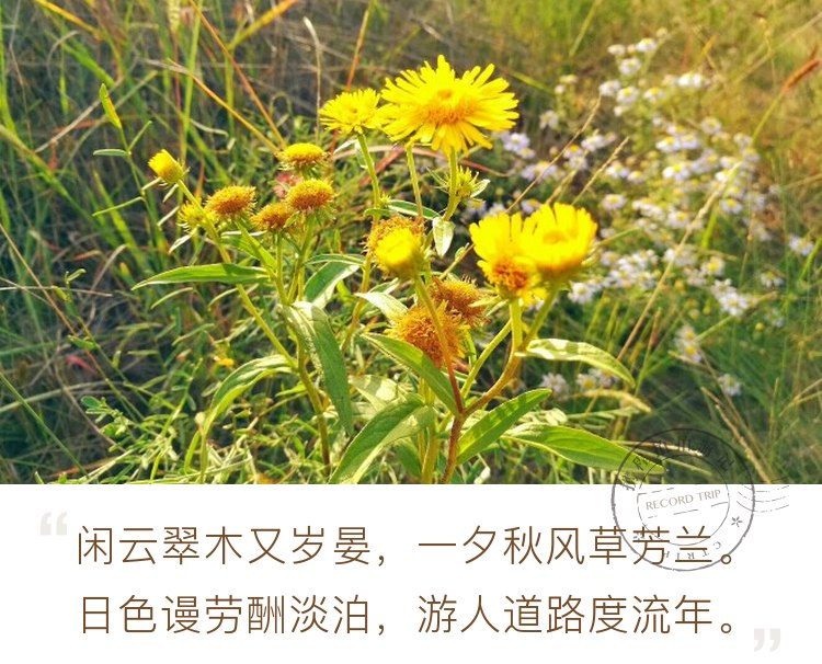 草原秋色黄菊花。