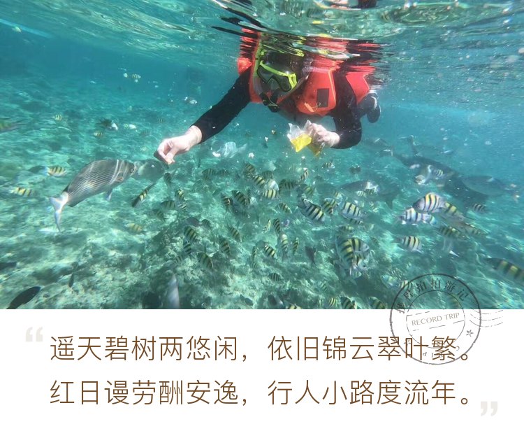 与鱼🐟共舞