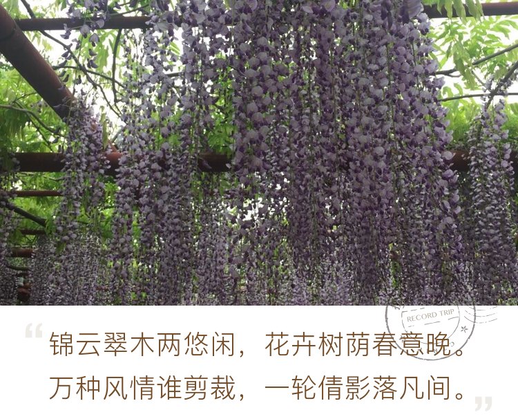 紫藤园