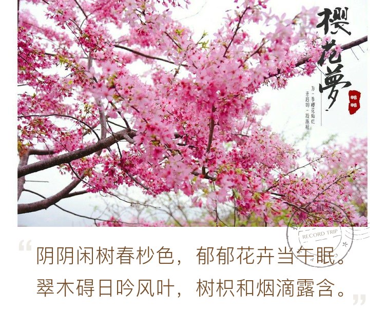 #勇敢说爱#不用去日本，永福的这片樱花园让你自拍停不下来