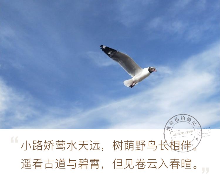 青海湖鸟岛因改造禁止游览