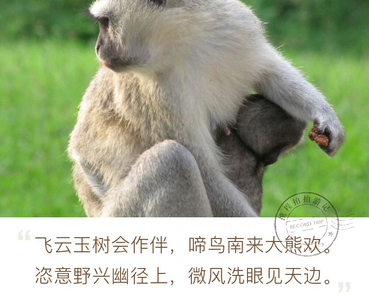 旅游景点猴子🐒集锦