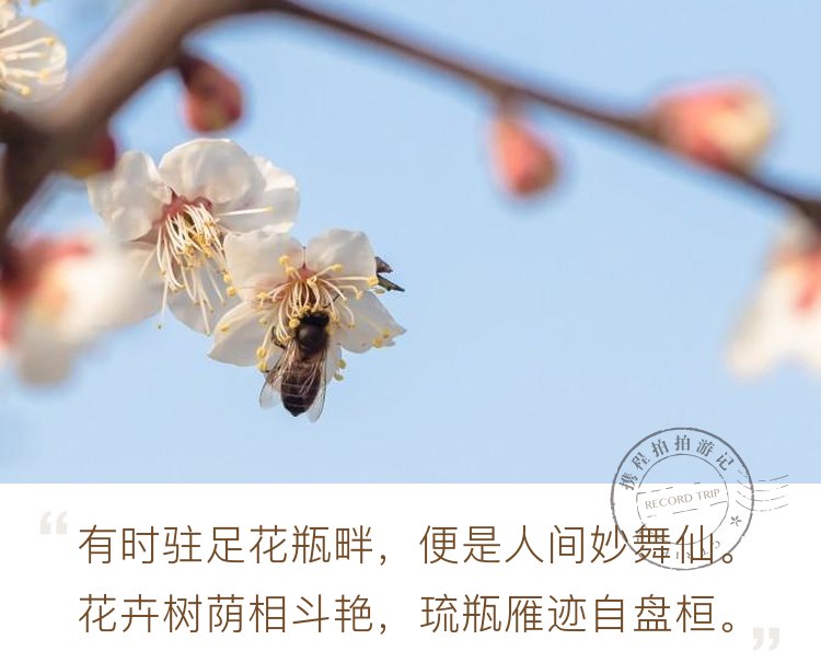 #春日寻芳#春天就是花的海洋  春天最勤劳的就是小蜜蜂了
