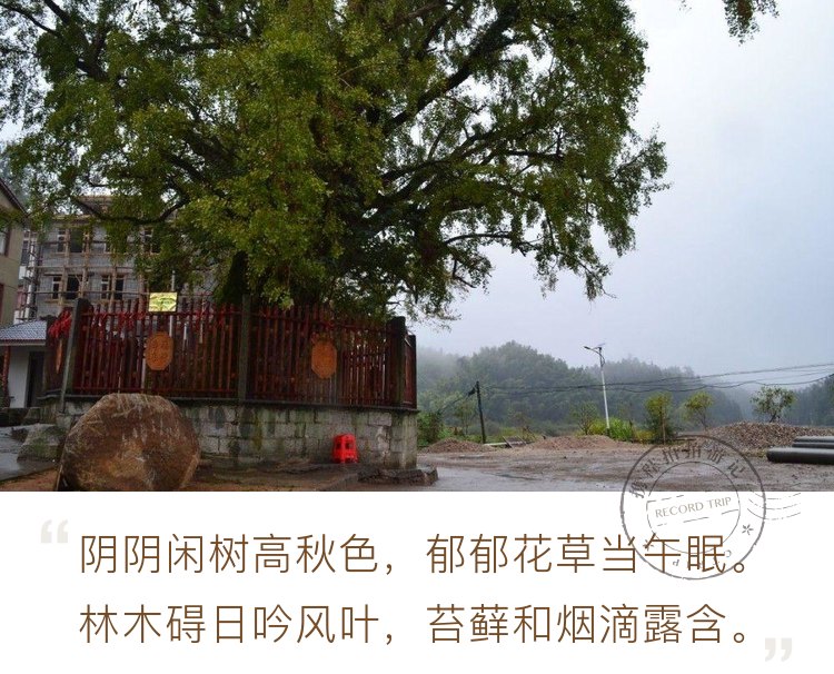 去梅岭太平村，寻千年的银杏